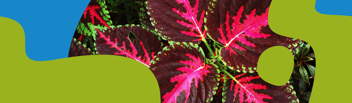 Forskolin - What Is Indian Nettle and Its Uses