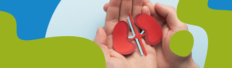 Herbs That Support Healthy Kidney Function