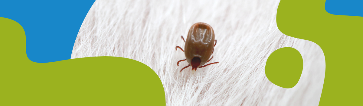 How to Protect Your Dog from Ticks: Full Guide