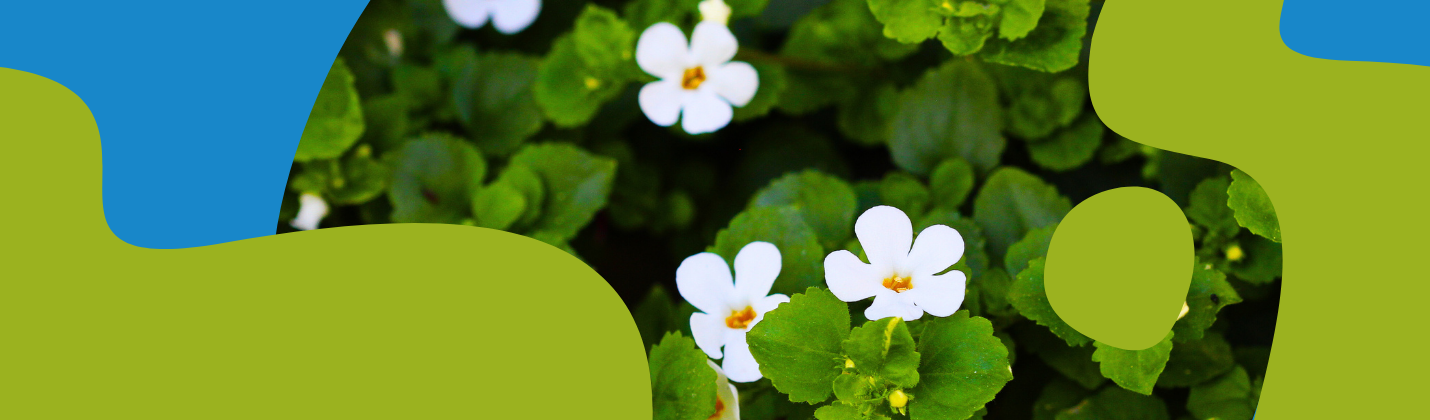 Bacopa Monnieri: Benefits for Memory, Focus & Brain Health