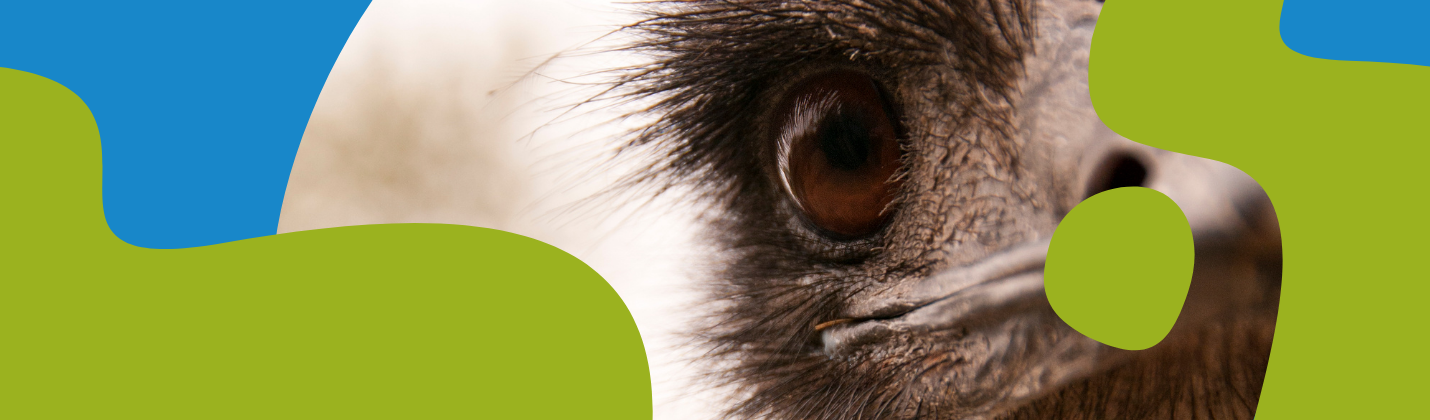 Emu Oil Benefits, Uses & Side Effects