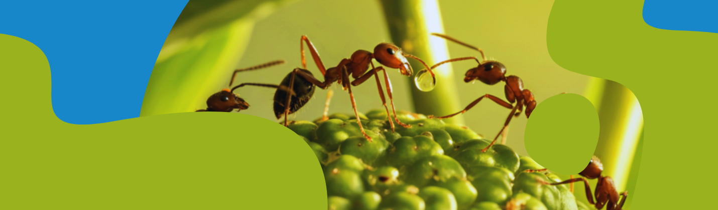 How to Get Rid of Ants – Natural & Chemical Methods
